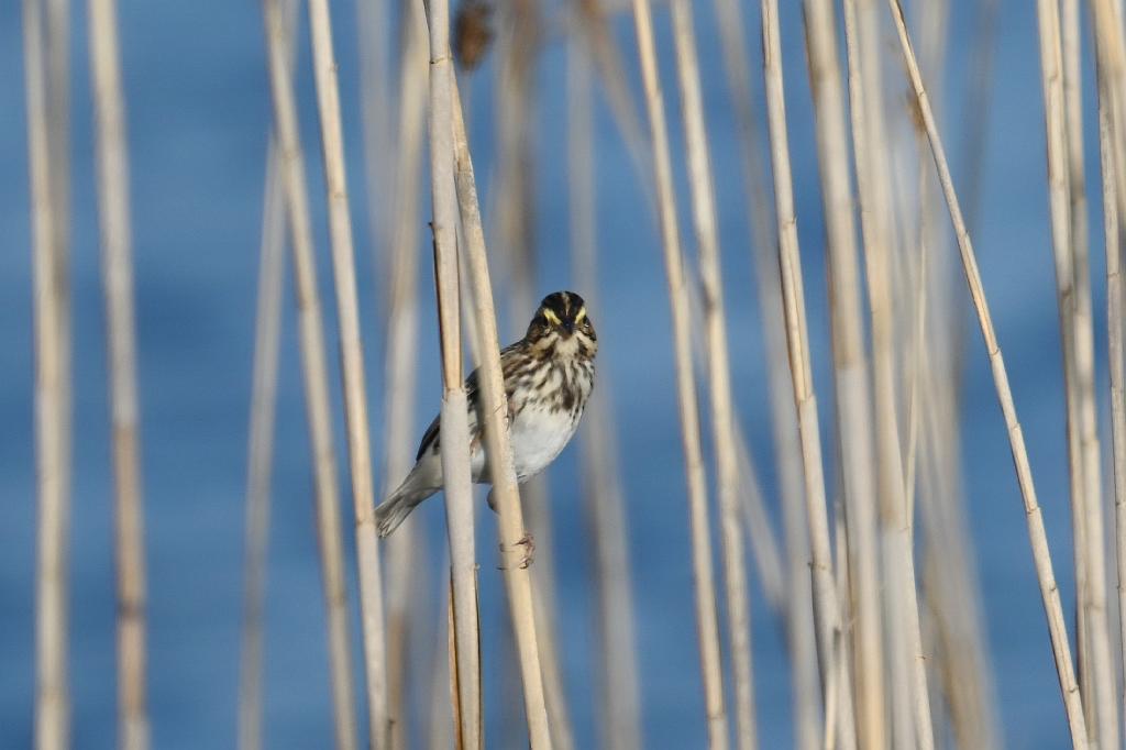 Sparrow, Song, 2025-05087635 Parker River NWR, MA.JPG - Song Sparrow. Parker River National Wildlife Refuge, MA, 5-8-2025